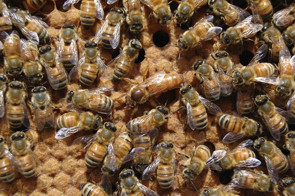 buy queen honey bees from Blue Sky Beekeeping