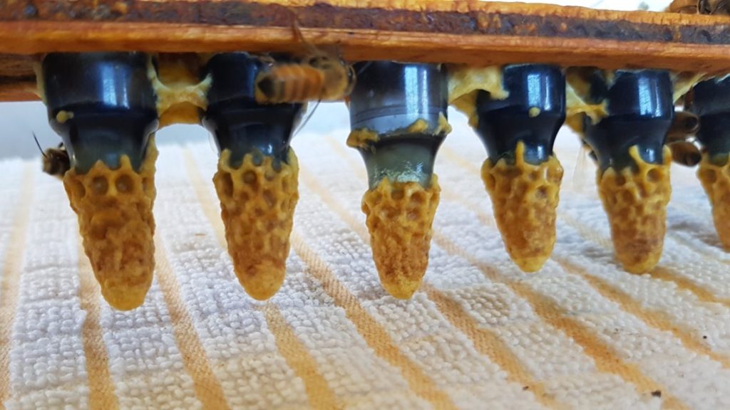 What makes Italian Queen Bees a better breed?