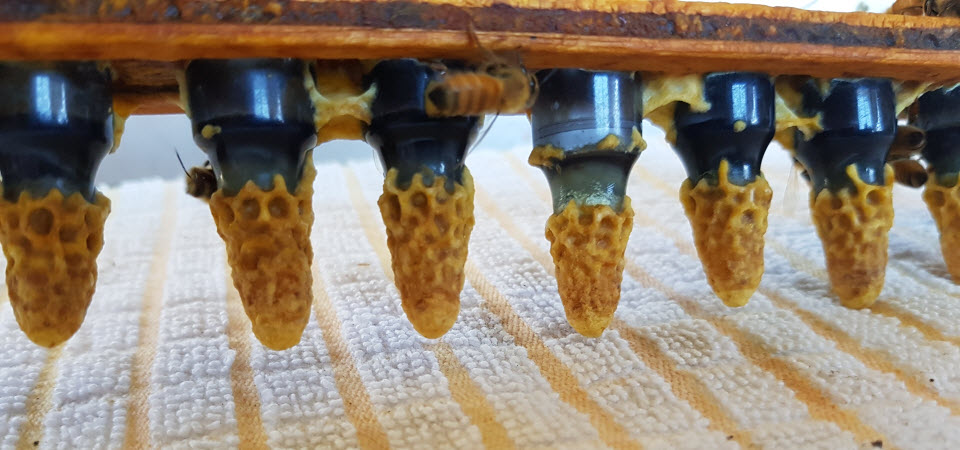 Queen Bee Cells Blue SKy Beekeeping