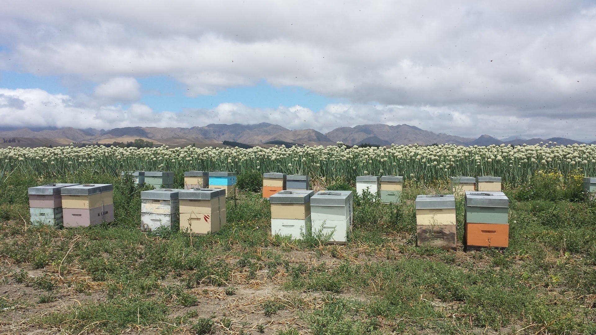 Blue Sky Beekeeping honey bee hives